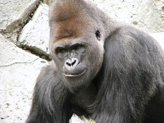 Obraz premium portrait of a gorilla