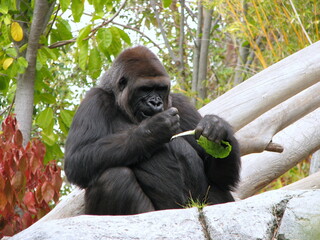 portrait of a gorilla