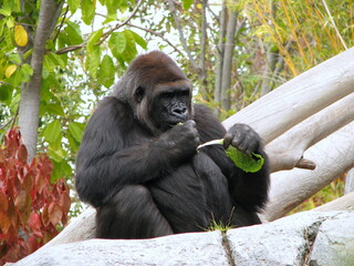 portrait of a gorilla