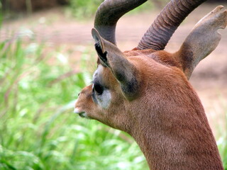 impala in the zoo