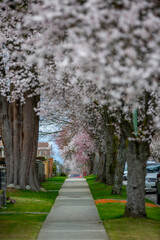 カナダ、バンクーバーで毎年春に見られる桜通り