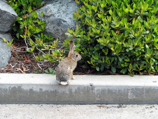 squirrel in the park