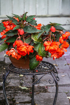 A large begonia bush in a flower pot covered with red flowers.