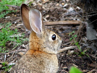 rabbit in the grass