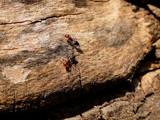 ants on the tree