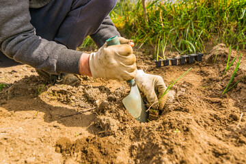 Hands of a farmer in the foreground planting sprouts of onions in an organic garden to promote a natural and healthy diet