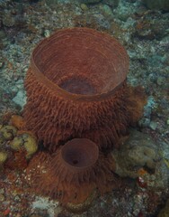 Little and large barrel sponge
