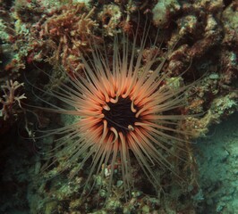 Naklejka na ściany i meble Beautiful sea anemone