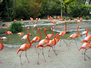 flamingos in zoo