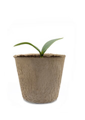 seedling in a biodegradable fiber pot