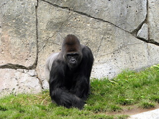 gorilla in the zoo