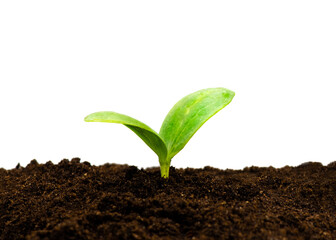 seedling of a Luffa