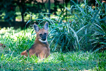 Guar&aacute; wolf, lying in tall grass, typical of central Brazil