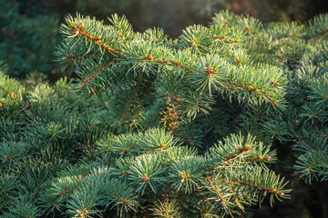 Fir branches with needles in the sunset light