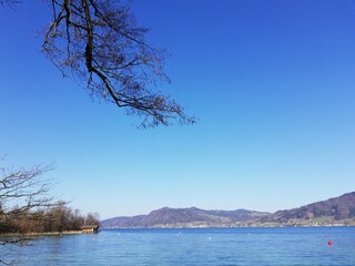 tree on the lake from Attersee Austria