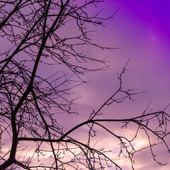 Tree branches and a beautiful sunset.