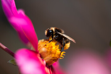 Macro shoot of a bumblebee on a flower