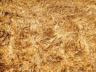 field of wheat