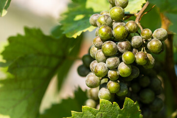 Unripe grapes in the garden