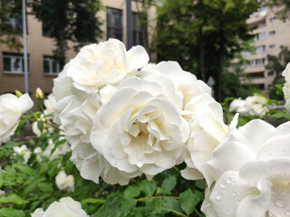 blooming white rose in a garden