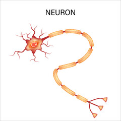 Neuron anatomy isolated on white background. vector illustration..
