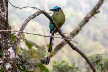 Pájaro sobre la rama de un árbol