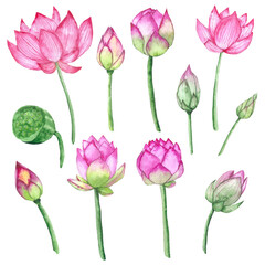 Set of pink lutus flowers. Watercolor set different kinds of lotus flower. Realistic hand drawn watercolour flowers. Wedding decor, textile, home decor clip art, greeting card.