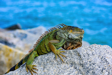Green lizards iguana. Wildlife and nature, marine Iguana.