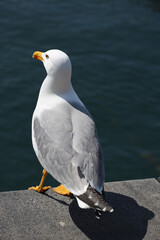 Gli uccelli di mare