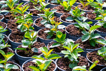 A group of pots with seedlings ready for planting. Perfect shot for botany, garden and growth.