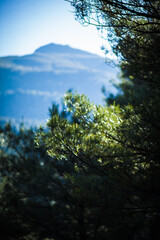 the sun shines on the green on a pine branch in the mountains