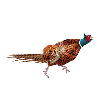 faisan, m&acirc;le, oiseau, animal, nature, sauvage, l&acirc;chasse, faune, coq, poulet, rouge, jeu, color&eacute;, empennage, isol&eacute;, illustration, chasse, blanc, gazon, poule, beau, brun, bec, aviaire, ferme