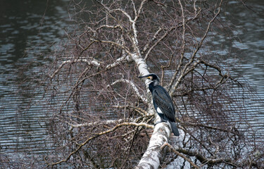 Great cormorant (Phalacrocorax carb) resting on a tree by the lake.