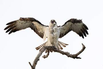 Osprey
