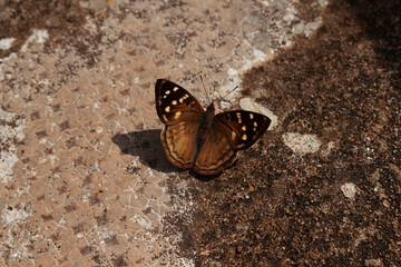 Mariposa 