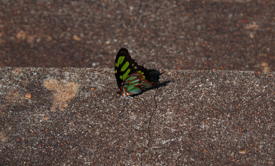 Fototapeta na wymiar Mariposa colorida