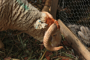 Animal for the Feast of Sacrifice. (Kurban Bayrami, aid al adha )sacrifice holiday. İn TR Kurbanlık. 