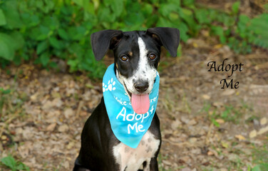 Dog Shelter Adopt
