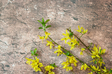 大理石模様背景のレンギョウの花