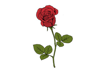 red rose isolated on white