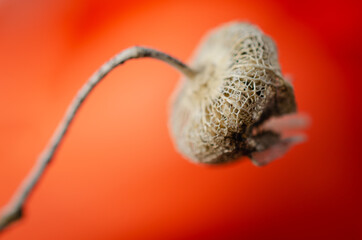 Fototapeta premium Dry wild mallow flower with seeds.