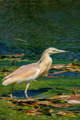 fishing Ardeola ralloides in Turkey Antalya