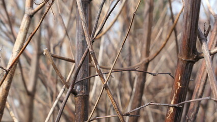 dry branch of the tree