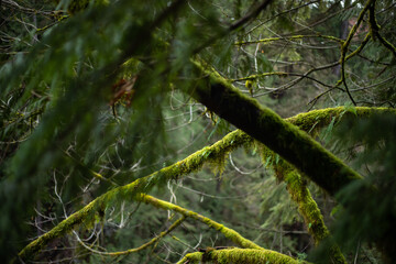 moss on the tree 