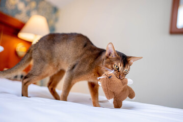 Cute Abyssinian cat playing with a toy in a hotel room.