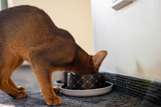 Cute Abyssinian cat eating his food from a plate.