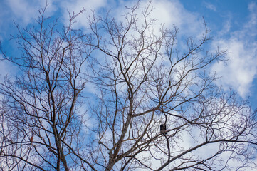 Fototapeta na wymiar spring blue sky with clouds