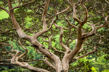 Wind Shaped Treetree