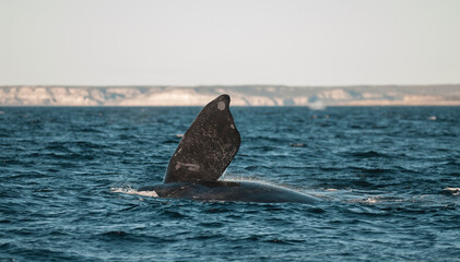 Fototapeta premium Sohutern right whale tail pectoral fin, endangered species, Patagonia,Argentina