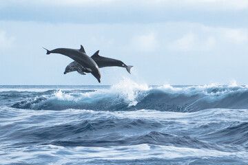 Dolphins jumping